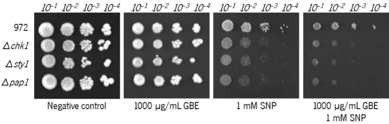 Figure  11  –  Viability  of  972,  Δ chk1 ,  Δ sty1   and  Δ pap1 Sch.  pombe   cells  when  cultured  in  solid  medium  incorporated with (from left to right): ethanol (negative control), 1000 µg/mL GBE, 1 mM SNP and both 1000 µg/mL GBE and 1 mM SNP