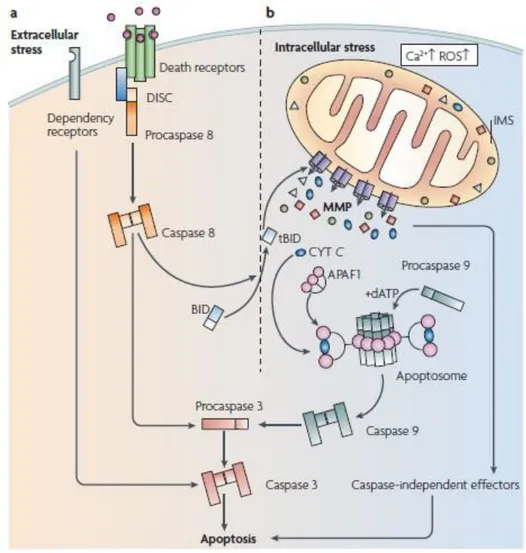 Figure 1 – Representation of extrinsic a) and intrinsic apoptotic pathways b) The activation of the extracellular pathway occurs at the level  of the plasma membrane by some specific transmembrane receptors, followed by the activation of the initiator casp