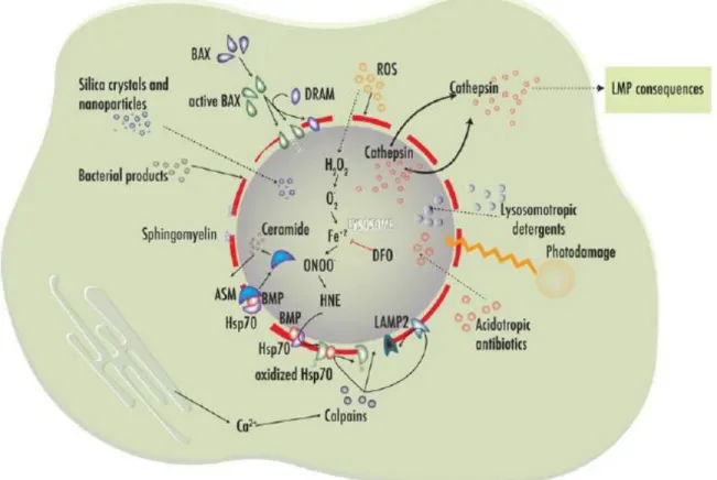 Figure 4  –  Inducers of lysosomal membrane permeabilization. ROS accumulation in vacuole lumen is associated with the  production of toxic intermediates that damage lysosomal protective proteins such as Hsp70, calpain calcium activation  also  leads  to  