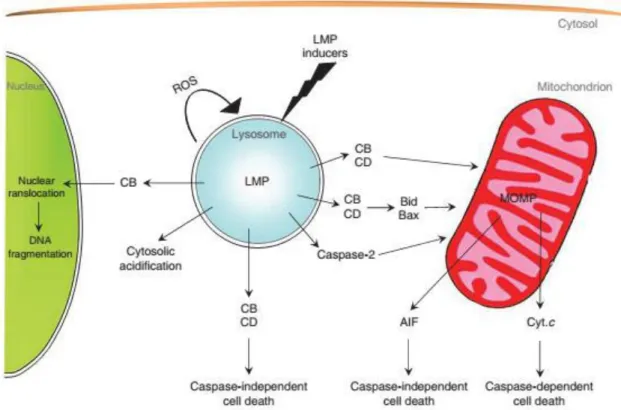Figure  5  –   LMP  downstream lethal  pathways.  The  LMP inducer,  the  expression level  of lysosomal  hydrolases,  the  cytosolic concentration of cathepsins as well as cathepsins inhibitors, the MMP, AIF and cytochrome  c  concentration,  determinates