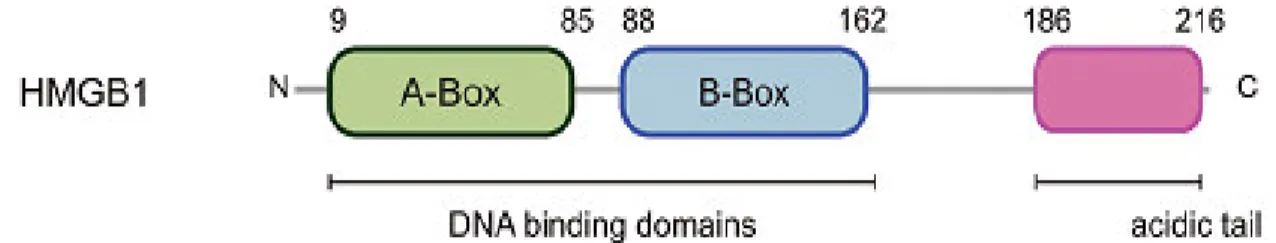 Figure 6 – HMGB1 structure. The human HMGB1 protein is composed by 216 amino acids and is characterized by the  existence of two DNA binding domains the A-Box and the B-Box, followed by a C terminal negatively charged acidic tail