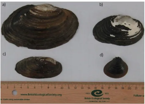 Fig. 4. Bivalve species used in the shell decay experiment conducted in both selected areas (L1 and L2) in the River Minho: Anodonta anatina (a),  Potomida littoralis (b), Unio delphinus (c), and Corbicula fluminea (d)