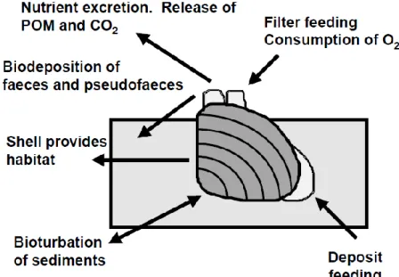 Fig. 1. Ecosystem functions performed by burrowing bivalves in freshwater ecosystems being several of them related to ecosystem engineering  activities