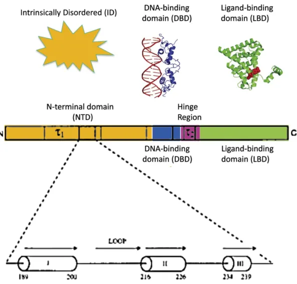 Figure 1.6: Schematic representation of the human Glucocorticoid Receptor and of its the τ 1 core transactivation domain