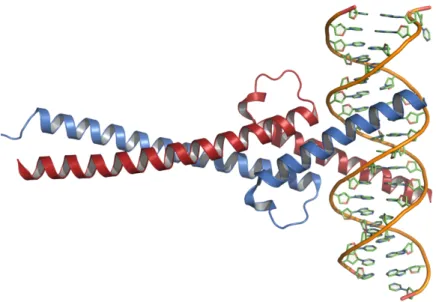Figure 1.8: Heterodimer of c-Myc (red) and Max (blue) proteins binding to DNA. Adapted from [35].