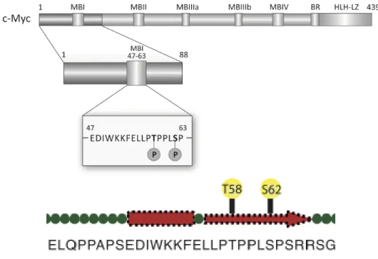 Figure 1.9: Schematic representation of c-Myc protein, location of MBI domain and its phosphorylation sites