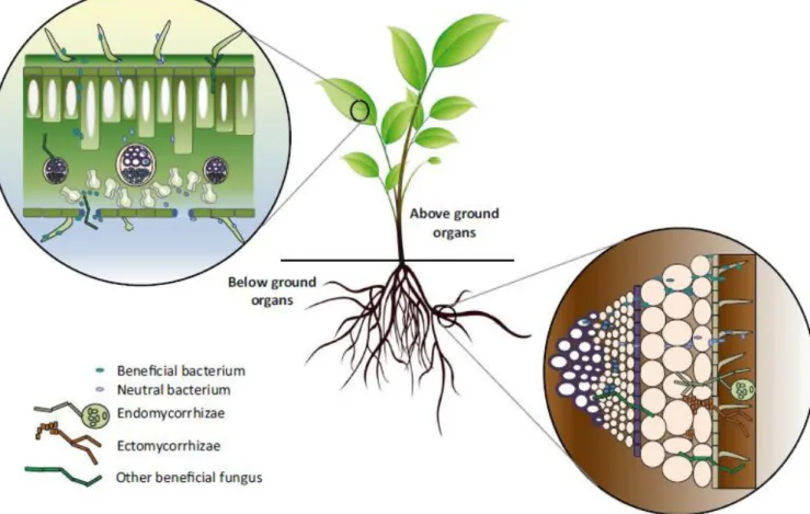 Figure  3.  Niches  where  endophytes  can  reside  inside  plants  and  ways  of  colonization  by  endophytes (adapted from Compant et al., 2016)