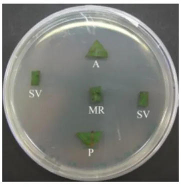 Figure 8: Petri dish with five leaf fragments representing the four different regions analysed (P- (P-petiole; MR-mid rib blade; SV-secondary veins blade; A-apex)
