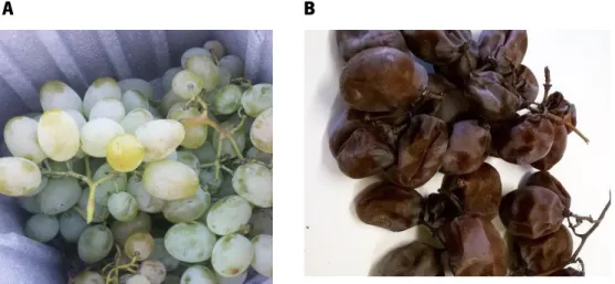 Figure 5. Grape berry clusters immediately after harvest (A) and after dehydration (B)