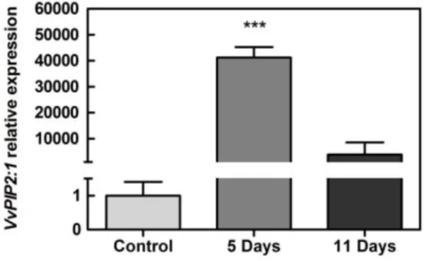 Figure 9. Effect of postharvest dehydration in the transcript levels of the plasma membrane  intrinsic protein  VvPIP2:1  in grape berries