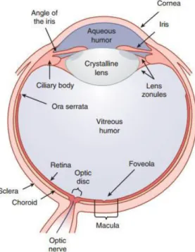Figure 1. Cross section of the three main layers of the human eye. Adapted  from Schwartz 2010