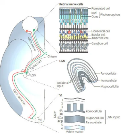 Figure 4. Visual pathway. Information from the retinal nerve cells passes through the optic nerve, and  the information from the nasal retinas  is crossed in the optic chiasm