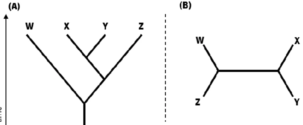 Figure 2. Rooted (A) and unrooted (B) phylogenetic trees. Note that the trees A and B are the same but are represented in  different ways