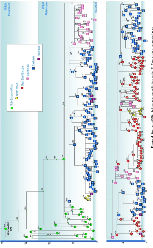 Figure 4. Human mtDNA phylogenetic tree with time scale [2]. Time scale is expressed in ka