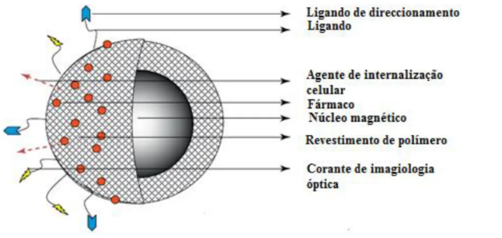 Figura  1.5:  Representação  esquemática  da  estrutura  de  uma  nanopartícula  magnética  núcleo/coroa  que  se  encontra  funcionalizada  com  uma  camada  superficial  multifuncional
