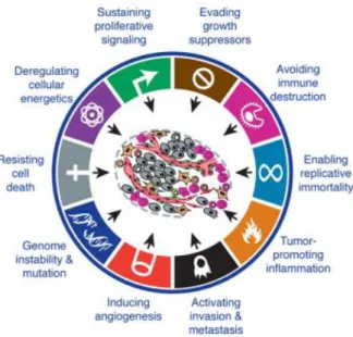 Figure 1- The hallmarks of cancer. (Adapted from Hanahan and Weinberg, 2011). 