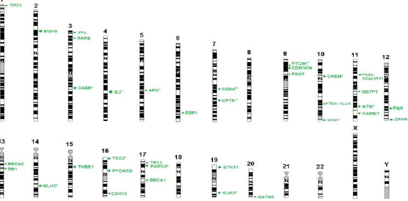 Figure 8- Chromosomal distribution of the genes studied using SALSA MS-MLPA ME002-C1 tumour suppressor-2 probemix