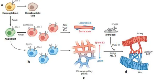 Figure  1|Development  of  embryonic  vascular  network  in  mammals.  (a)  In  the  developing  embryo,  hemangioblasts  become  restricted to hematopoietic or angiogenic fate