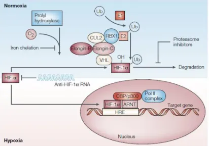 Figure  4|HIF-1  signaling  pathway.  Abbreviations:  Ub:  Ubiquitin;  E1:  Ubiquitin-activating  enzyme;  E2:  Ubiquitin-conjugating  enzyme; RBX1: RING-box protein 1; CUL2: Cullin-2; VHL: Von Hippel-Lindau; CBP/p300: CREB-binding protein/p300 co-activato