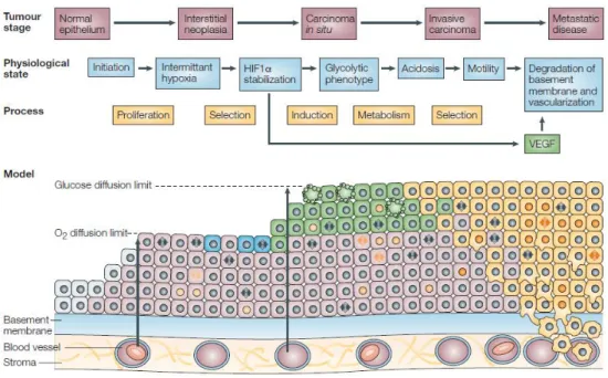 Figure  9|Schematic  representation  of  cell-microenvironment  interactions  occurring  during  tumorigenesis