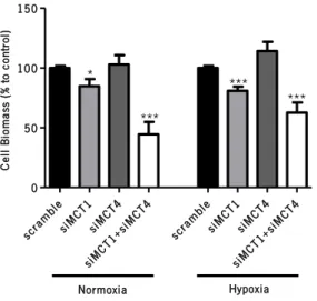 Figure  23|Influence  of  MCT  knockdown  on  endothelial  cell  viability  at  24  hours,  under  normoxia  and  hypoxia