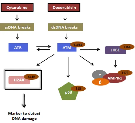 Figure 4 – Partial schematic representation of the DNA damage response (DDR) pathway activated  by  the  chemotherapeutic  agent’s  cytarabine  and  doxorubicin