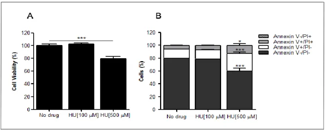 Figure 13 – Hydroxyurea (HU) cytotoxicity in KG-1 cells. Cells were incubated during 18h with HU, and after  this time, cell viability was measured by MTS (A) and Annexin V/PI (B) assays, as described in Material and Methods  section