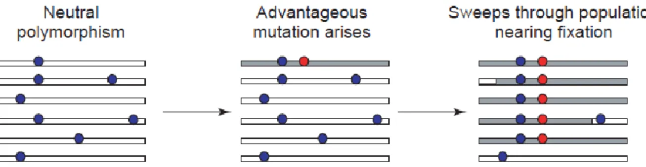 Figure 4. Schematic representation of the action of diversifying selection. Adapted from [95]
