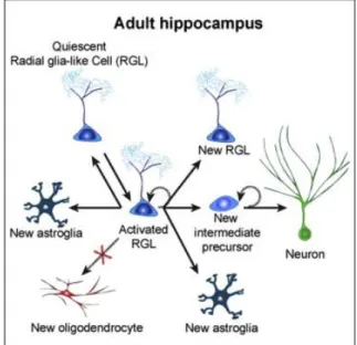 Figure 2.  The Gliogenic Process in the Young Adult Mouse Hippocampus under basal conditions 