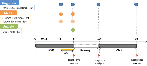 Figure  3.  Schematic  representation  of  the  behavior  analysis .  The  cognitive  dimension  was  evaluated  by  the  novel object recognition test (NOR) in animals exposed to uCMS; the assessment was done at weeks 4, 6, 10  and 16 (after the expositio