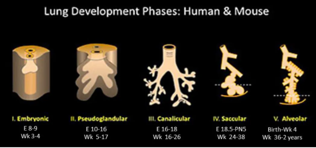 Figure 1.  Principal stages of lung development in mouse and human: diagrammatic representations of the timeline  and developmental organization (adapted from[9])