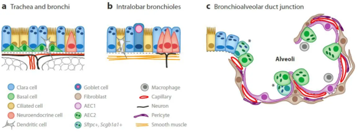 Figure 2. Cell types of the respiratory system. ( a ) Large airways (tracheobronchial region) are covered by a  pseudostratified  epithelium  composed  of  basal  cells,  ciliated  and  secretory  cells