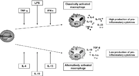 Figure  5.  Macrophage  activation  and  polarization.  Within  the  tissue,  monocytes  can  polarize  in  M1-type,  classically  activated  macrophages,  when  it’s  exposed  to  pro-inflammatory  cytokines  such  as  TNF-α  and  IFN-  γ  or  LPS