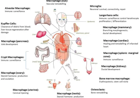 Figure 6. Distribution of body tissue macrophages. Macrophage precursors are released into the circulation  as monocytes and then migrate into all body tissues, differentiating into mature macrophages