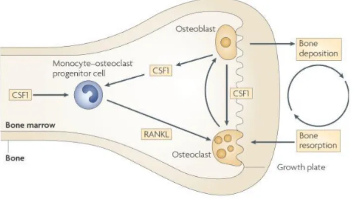 Figure 7.  The trophic role of macrophages in bone morphogenesis. The formation of monocyte- osteoclast  progenitor  is  dependent  of  Colony  stimulating  factor  1  (CSF1)  in  the  bone  marrow  that  then  proliferates  and  differentiates  in  the  p