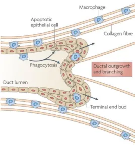 Figure 8. The trophic role of macrophages in ductal branching. Macrophages are associated with epithelial  structures including terminal end buds (TEBs) and are often associated with collagen fibres, which they help to form