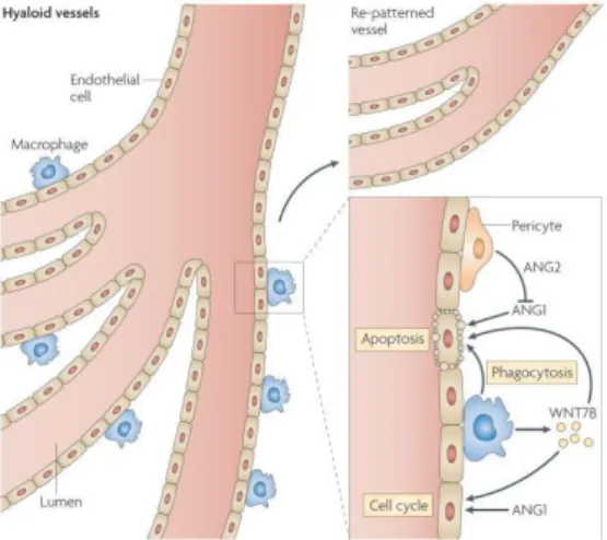 Figure 9. Macrophages interference in angiogenic and  vascular eye development.  The hyaloid vessel  system remodeling is dependent of the vessels synthesize WNT7B, which leads to vascular endothelial cells to enter  the DNA synthesis phase of the cell cyc