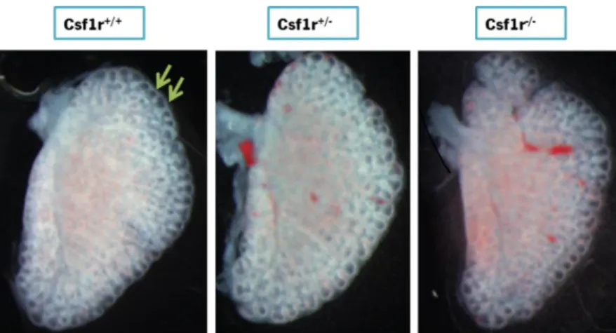 Figure 12. Number of buds in left lung lobe at E15.5 stage. Above are represented the number of buds of  left  lung  lobe  of  Csf1r +/+ ,  Csf1r +/-  and  Csf1r -/-   animals