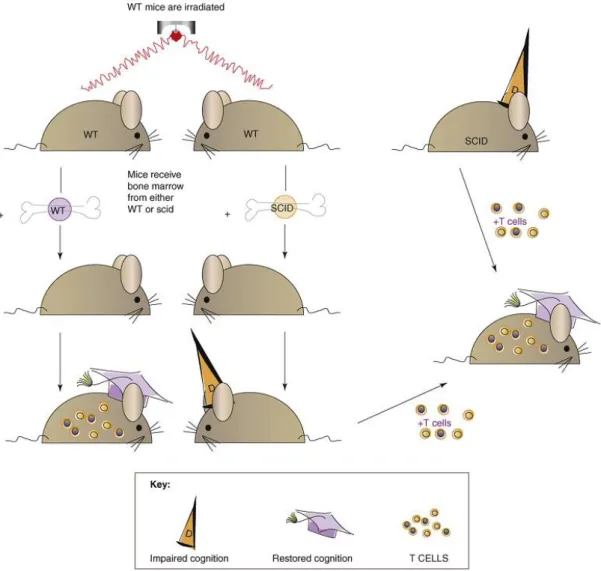 Figure 2. Immune system availability and cognitive function. Depletion of adaptive immunity from wild-type  mice by  a split-dose irradiation,  followed  by injection  of bone marrow  from SCID  mice impairs cognitive function,  whereas replacement of bone