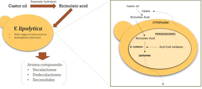 Figure 2 Representation of castor oil conversion into aroma compounds using  Yarrowia lipolytica  as biocatalyst