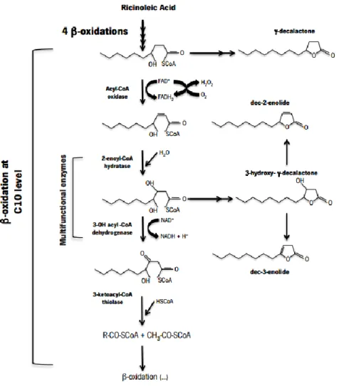 Figure 3 Accumulation of lactones from the β-oxidation cycle, using ricinoleic acid as precursor