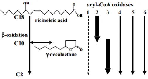 Figure 4 Representation of the ricinoleic acid conversion into γ-decalactone and activities of the acyl-CoA oxidase family in Yarrowia lipolytica