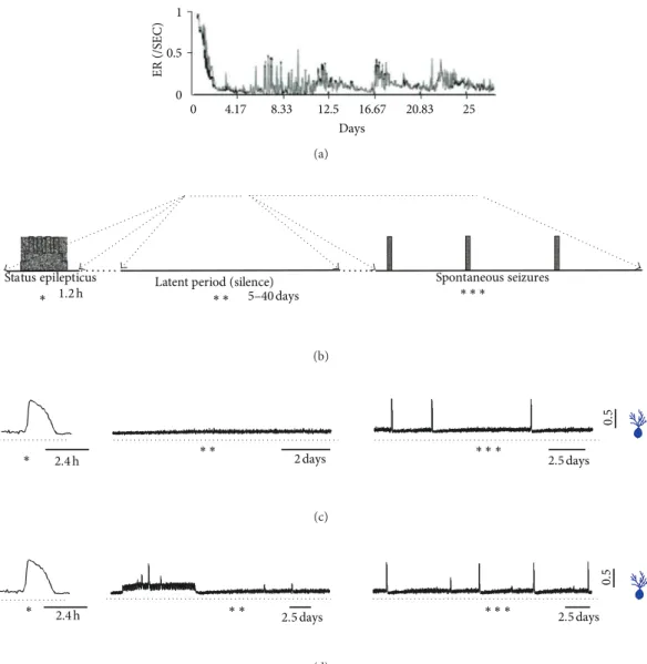Figure 3: Comparison between simulations and experimental indings, showing the development of epileptogenesis and emergence of recurrent spontaneous seizures in models of status epilepticus