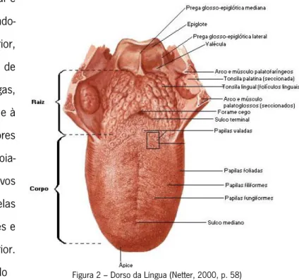 Figura 2 – Dorso da Língua (Netter, 2000, p. 58)