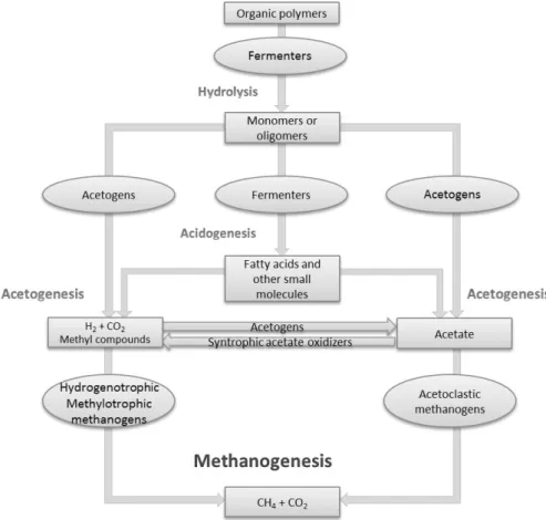 Figure 1.1  –  Steps in the conversion of complex organic compounds to methane; adapted from Meslé et al
