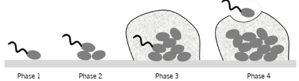 Figure 3 Stages of biofilm formation. Initial attachment of microorganisms to the surface (Phase 1); formation of micro-colonies  (Phase 2); formation of macro-colonies with the formation of a self-produced polymeric matrix (Phase 3); maturation of biofilm