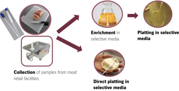 Figure 4.1. Sampling scheme used in the present work (cutting boards and mincer). 
