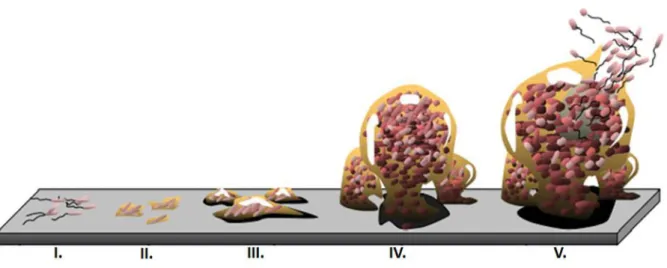 Figure  1.  Schematic  model  representing  the  distinct  developmental  stages  of  microbial  biofilms  (Monroe,  2007)