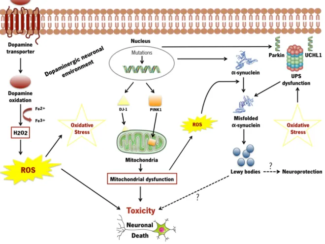 Figure  2.  Key  molecular  mechanisms  that  contribute  to  the  neurodegenerative  process  in  dopaminergic  neurons in Parkinson’s disease