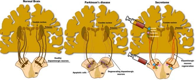 Figure 3. Stem cells secretome-based therapy for Parkinson’s disease. 